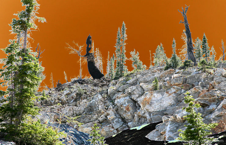 "Tree and Rock Art - Exposed"