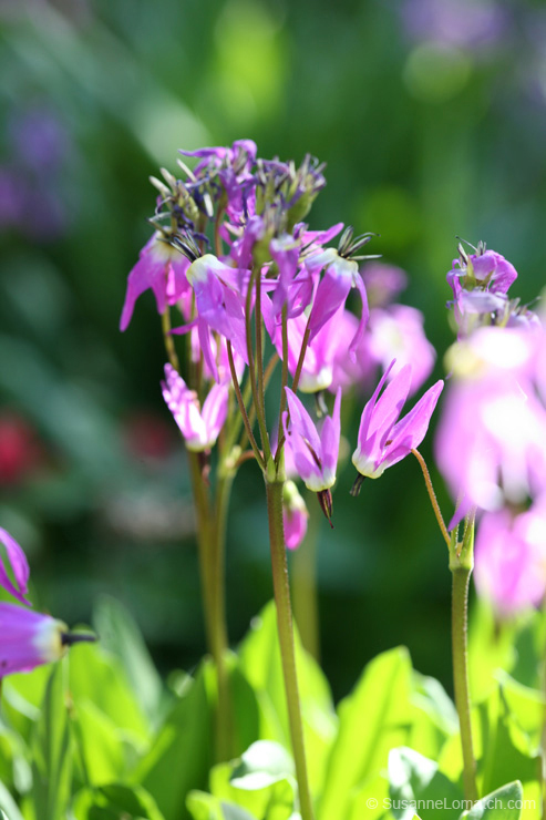 "Mountain Shooting Star - Study #1"