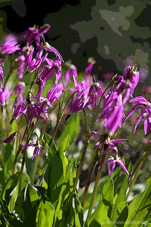 "Mountain Shooting Star - Study #2"