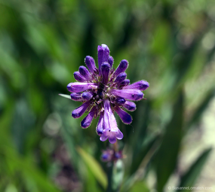 "Taperleaf Penstemon"