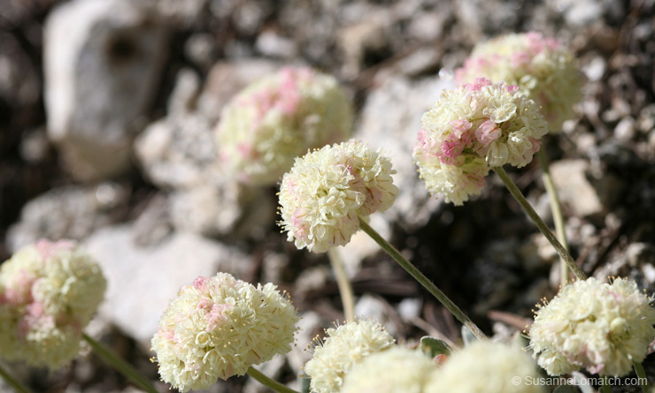 "Lovely Buckwheat - Study #1"