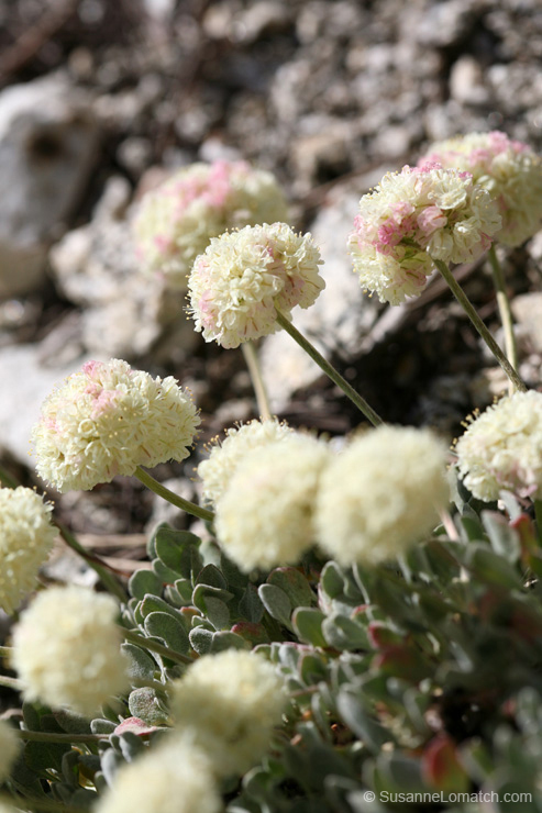 "Lovely Buckwheat - Study #2"