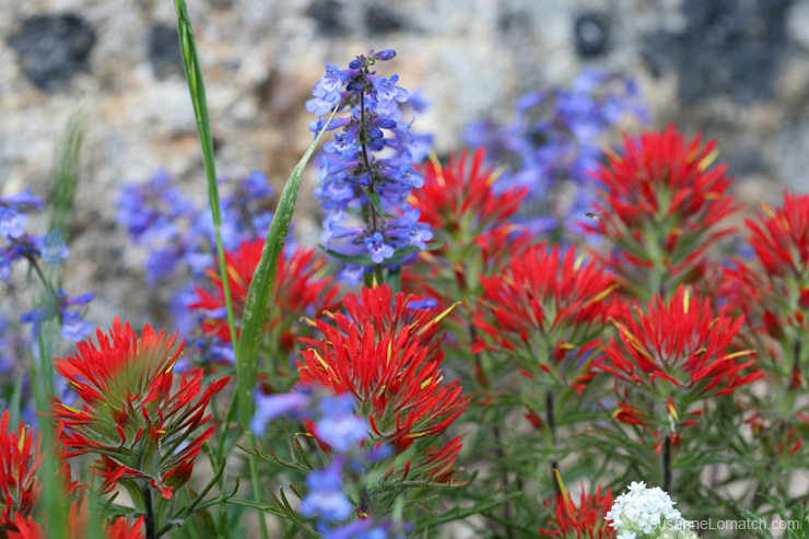 "Paintbursh and Penstemon - Study #1"