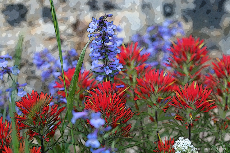 "Paintbursh and Penstemon - Study #2"