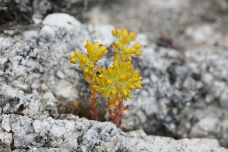 "Rock Flowers"