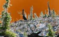 019Tree-Art-Exposed-0657