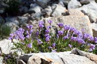 072Purple-Spray-0864