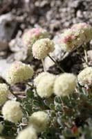 074Lovely-Study2-0866