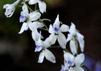 085Paper-Orchids-0491