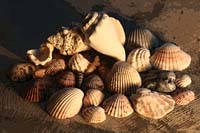 95The-Neighborhood-Study1