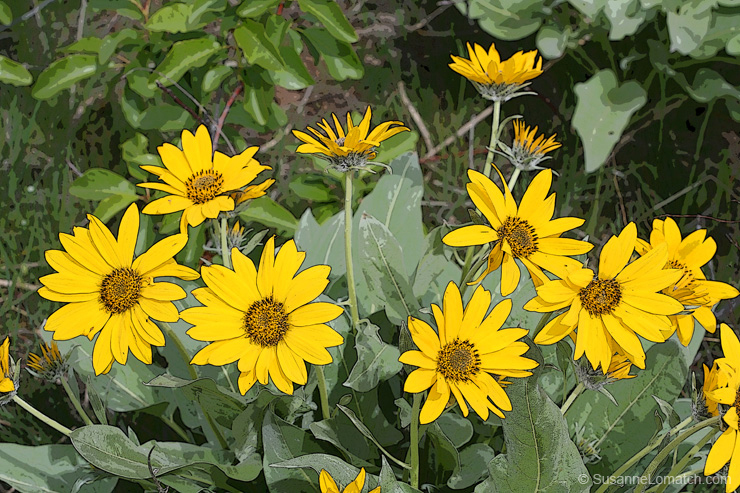 "Idaho Daisy - Study #3"