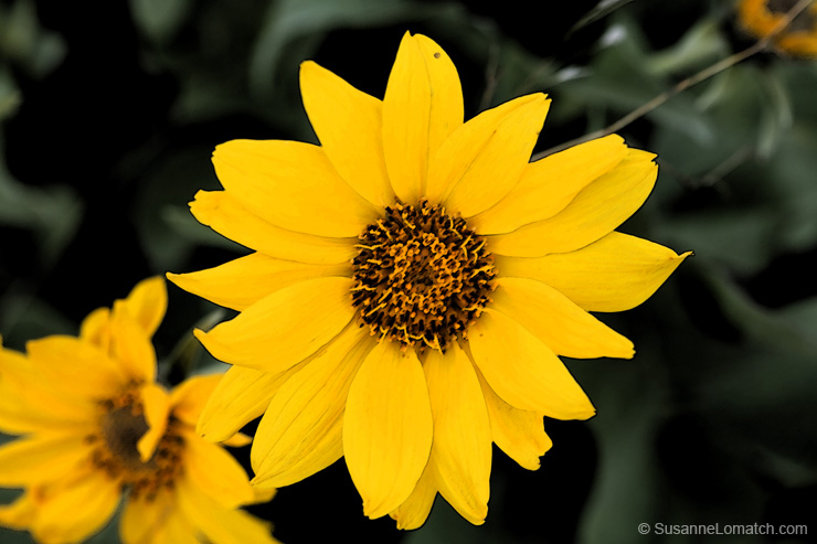 "Idaho Daisy - Study #4"