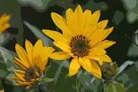 3IdahoDaisyS1_0139-F#2F3F56