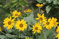 912IdahoDaisyS3_0156#2F408C