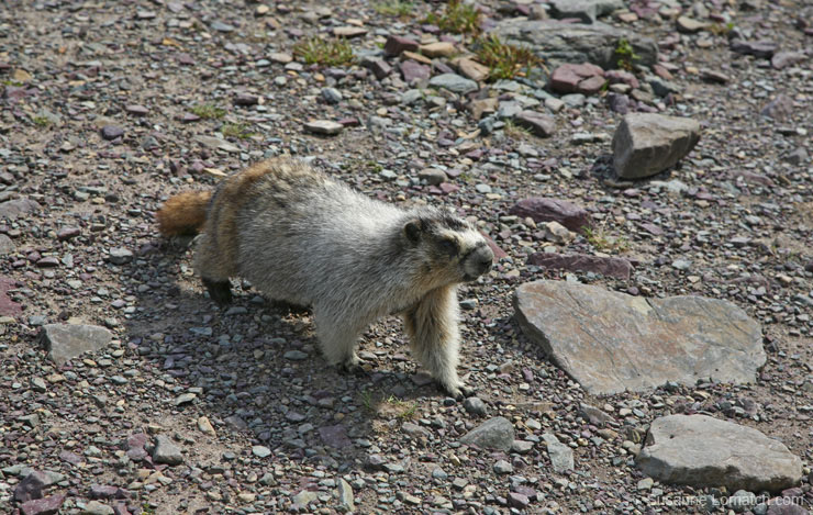 "Hoary Marmot"