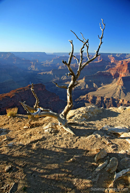 "Cedar Ridge Afternoon - Portrait"