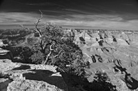 CurvatureVib-5504-BW2