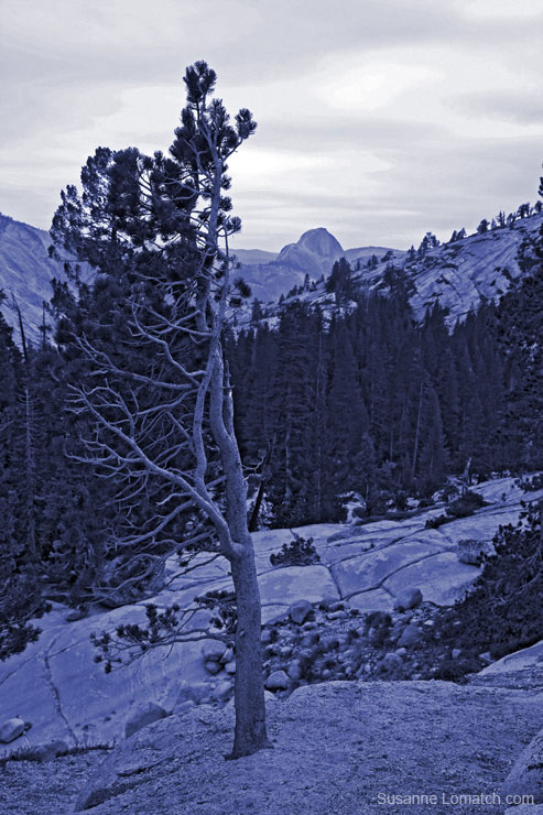 "Framing Half Dome"