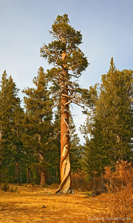 "Sierra Juniper"
