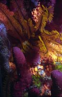 Colors-Fr0-DI-N-72dpi