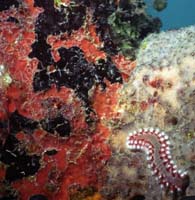 Red+Black-Fr16-DI-N-72dpi