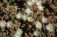 BeachCactus-Fr24-DI-N-72dpi