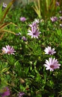 CoastalDaisy-Fr16-C16-DI-NG