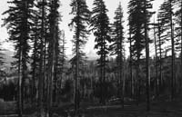 JacksForest-F36PS1DG2572dpi